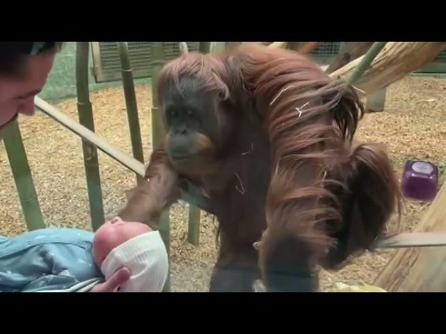 Louisville Zoo orangutan asks to see newborn