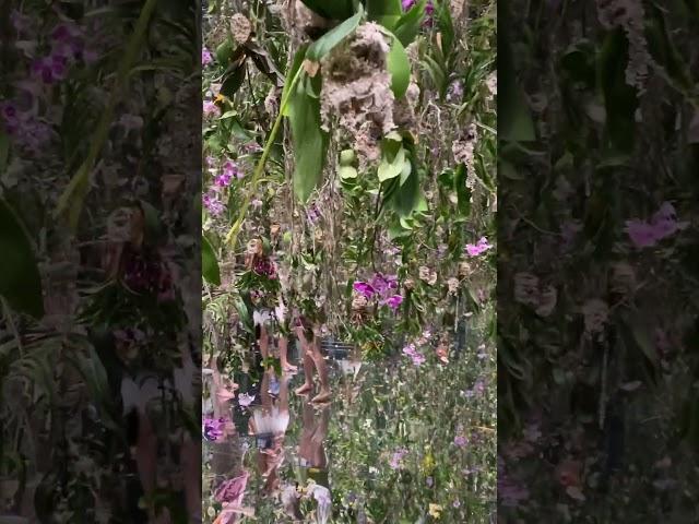 Team Lab Tokyo. Garden room. Hanging fresh orchids