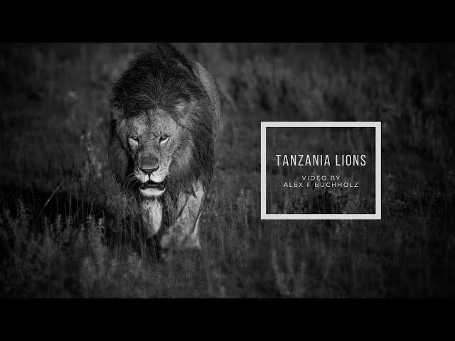 African Lion | Tanzania Wildlife | Nikon D850 | Wildlife Film by Alex F Buchholz