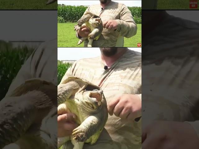  Getting bit by a turtle?! #farming