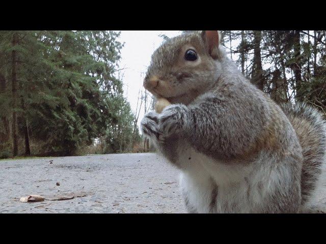 Squirrel Can’t Open Nut And Frustration Sounds