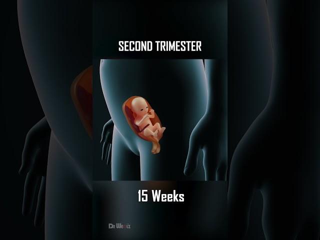 Fetal Development, 0 - 40 Weeks of Pregnancy