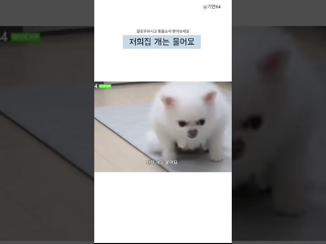 앉아있는 포스가 장난없네 #강아지  #강아지숏츠