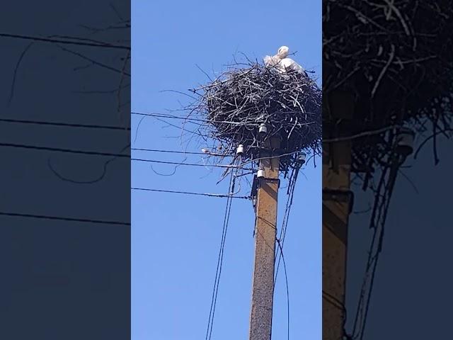 Они ещё живы?
