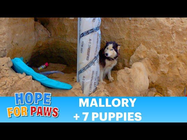 Abandoned Husky and puppies rescued just in time!  #dogs