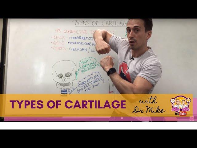 Types of Cartilage | Hyaline, Elastic, and Fibrocartilage