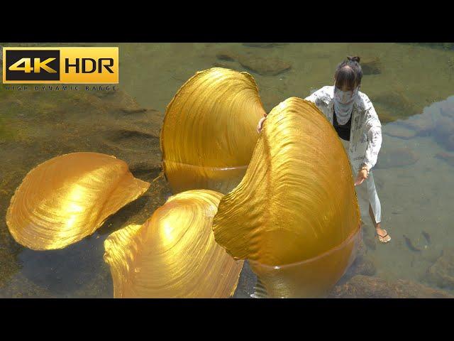 【4KHDR】The whole body is covered in golden clams, let's see what kind of pearls we can collect