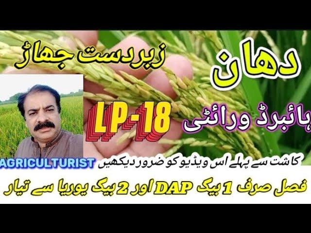 Cultivation of hybrid rice | hybrid rice variety LP 18 | rice farming in Pakistan | best hybrid rice