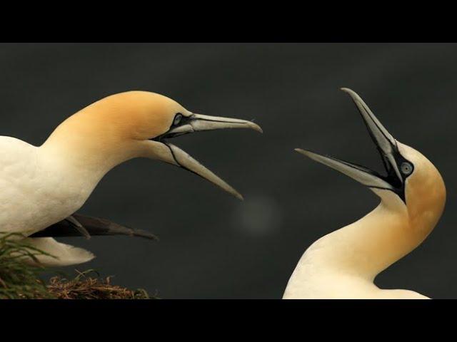 RSPB Bempton: Seabird Dramas Unfold on Cliffs | 4K | Yorkshire | Wild Travel | Robert E Fuller