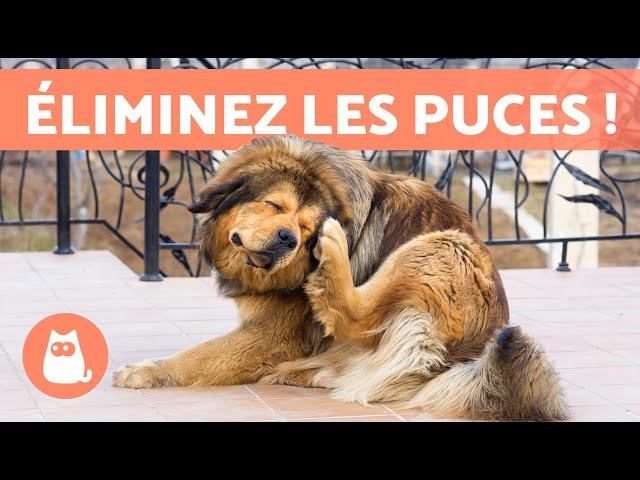 6 REMÈDES MAISON contre les PUCES de CHIEN 