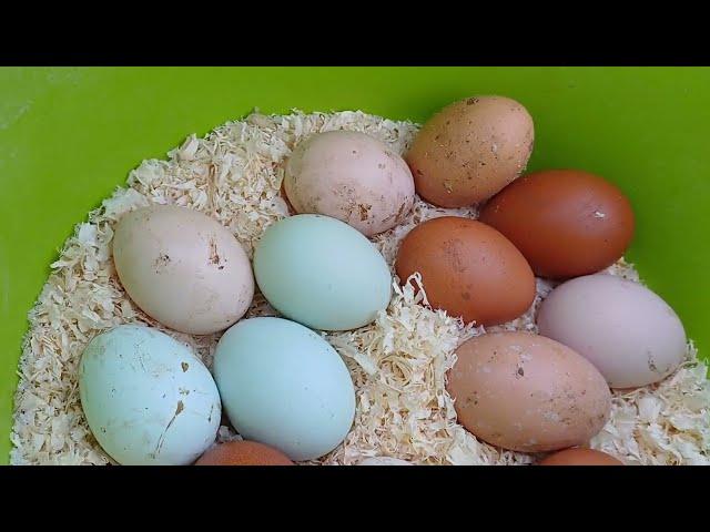 ЛУЧШАЯ ЗЕРНОСМЕСЬ ДЛЯ КУР | ГОТОВИМСЯ К ИНКУБАЦИОННОМУ СЕЗОНУ | ЧИСТИМ БЛИСТИМ КУРЯТНИК