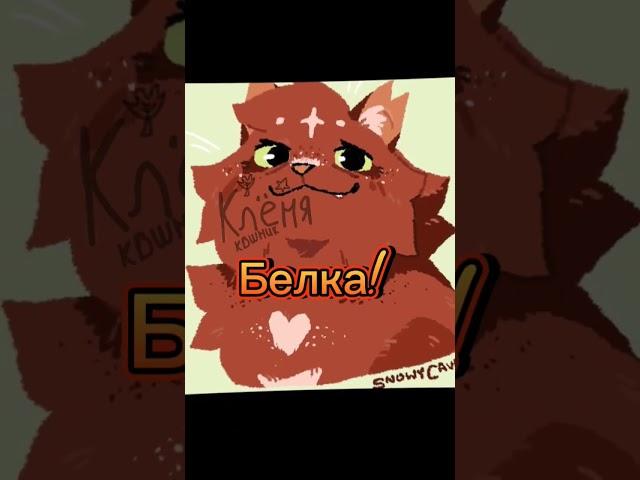 |Белка| подаю признаки жизни #котывоители #warriorcats #реки #catswarrior