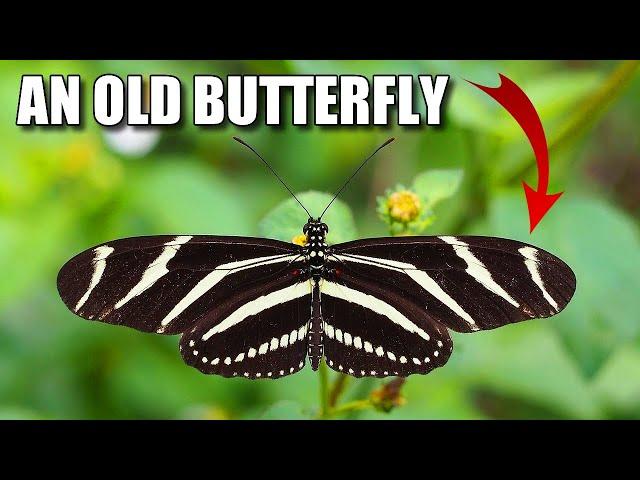 Zebra Longwing Facts: also LONG-LIVED  Animal Fact Files