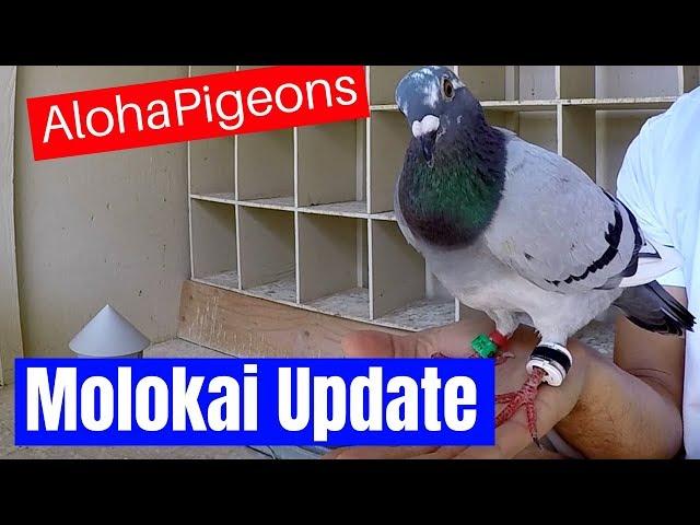 Pigeon Racing, Lessons Learned