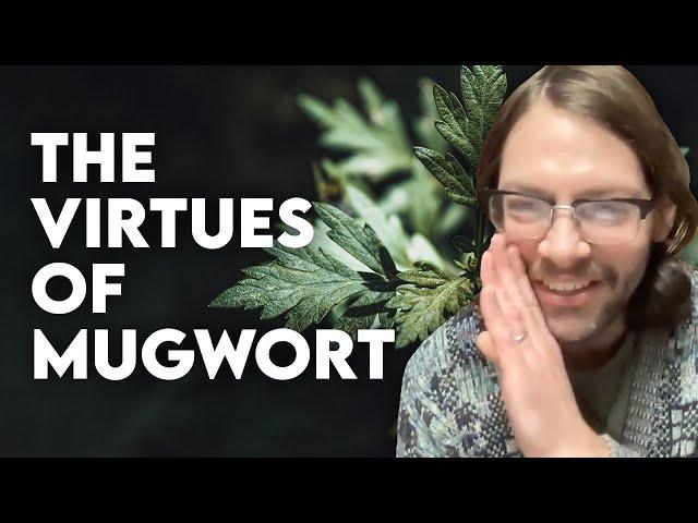 MUGWORT | Virtues, stories & magic