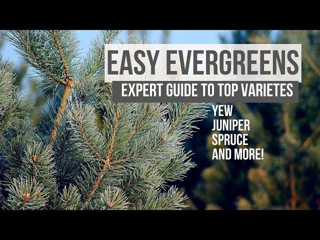 Evergreens: Unique and Easy Varieties | GUIDE