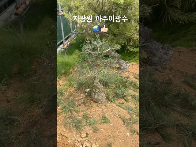 소나무 분재10132 #한국유일_기무라마사히코_제자 #백석문화대학교_화훼플로리스트과 #파주이광수 #파주 #분재 #특수목 #worldtourbonsai️