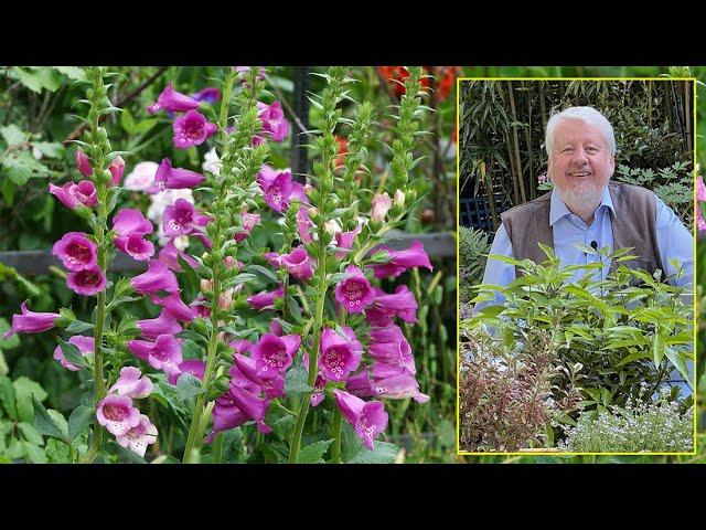 DIGITALES : MIEUX CONNAÎTRE CES BELLES FLEURS ET COMMENT LES CULTIVER. Le quotidien du jardin N°199