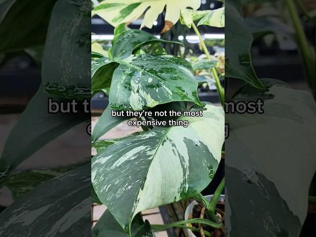 The last plant is worth more than my car 