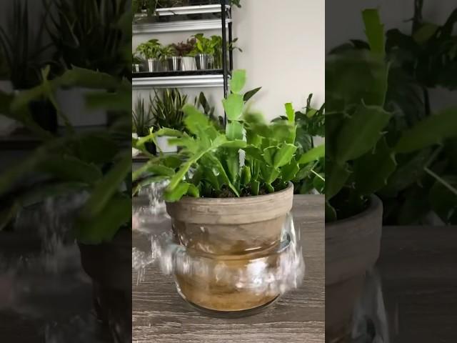 Leaf Propagate Christmas Cactus in Soil