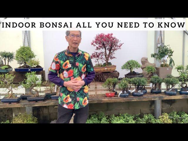 Indoor Bonsai  'All You Need To Know'