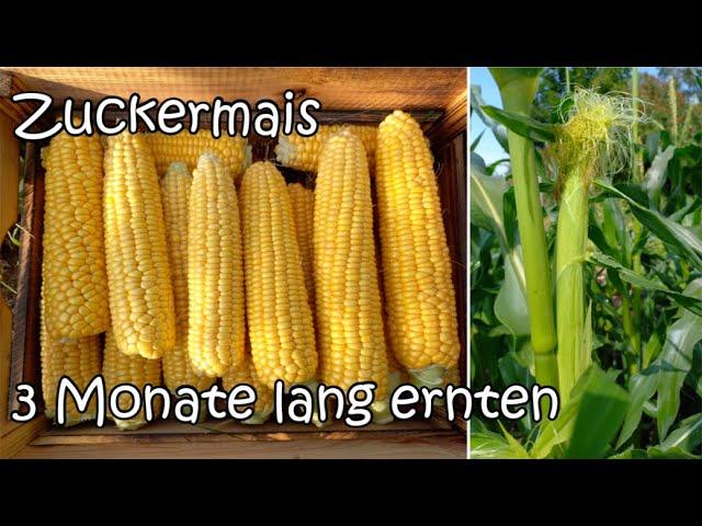 Zuckermais - 3 Monate lang ernten