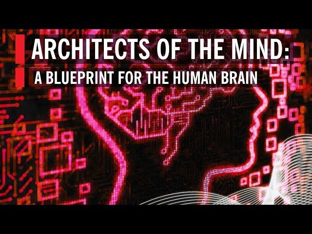 Architects of the Mind: A Blueprint for the Human Brain