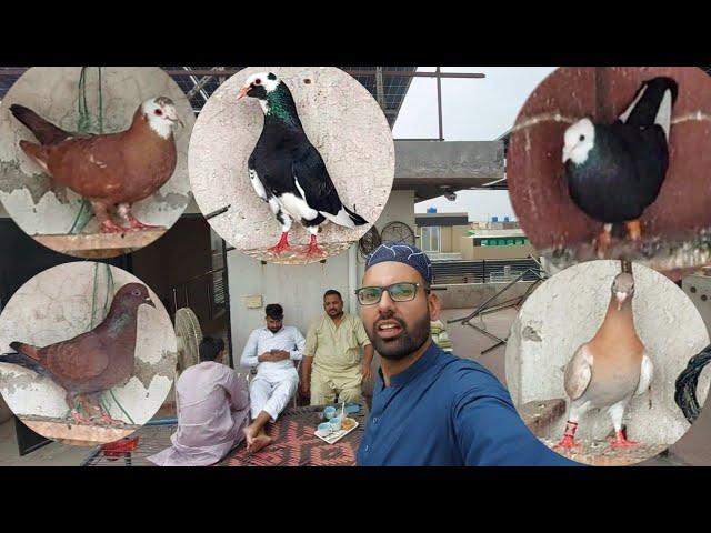 Parwazi Chat Pr Sherazi Gola Kabootar Rakh Liyae | Hashim Mahmood Pigeons