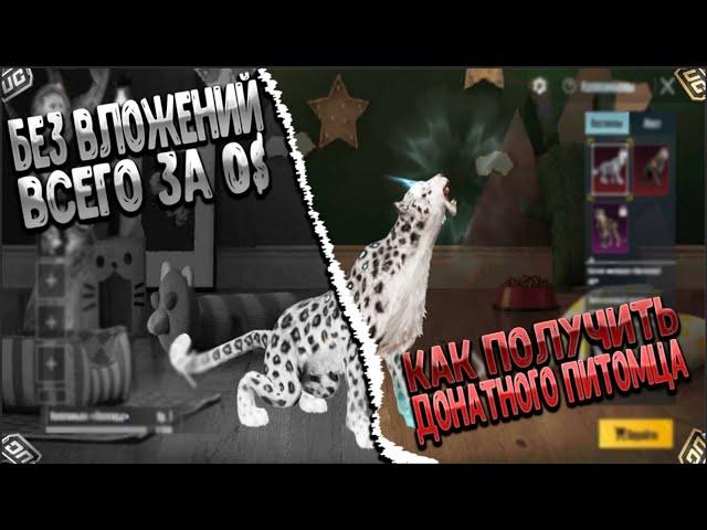 Как получить бесплатно Питомца Леопарда в Pubg Mobile ?