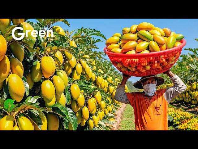 Mangoes Farming - Mangoes Harvesting & Mangoes Drinks Making  | Agriculture Technology