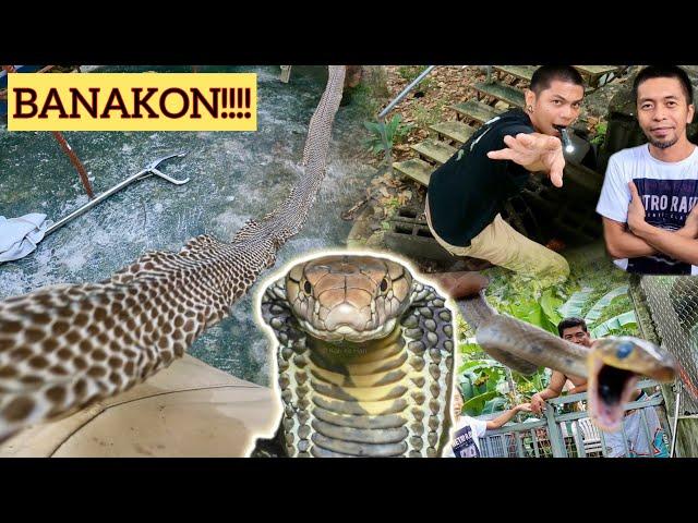 KING COBRA BANAKON SA BRGY. CATALUNAN PEQUEÑO, DAVAO CITY!! #cobra #banakon #kingcobra #samarcobra