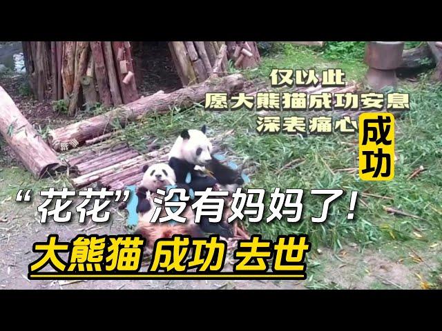 『成功』“花花”没有妈妈了！大熊猫“成功”死亡