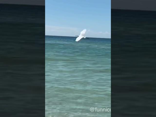 Bird of the Day the Great Egret - FunniCuzItsTru - Home Nature Video