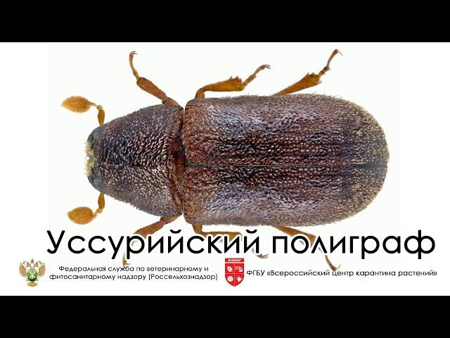 Уссурийский полиграф  (Polygraphus proximus )