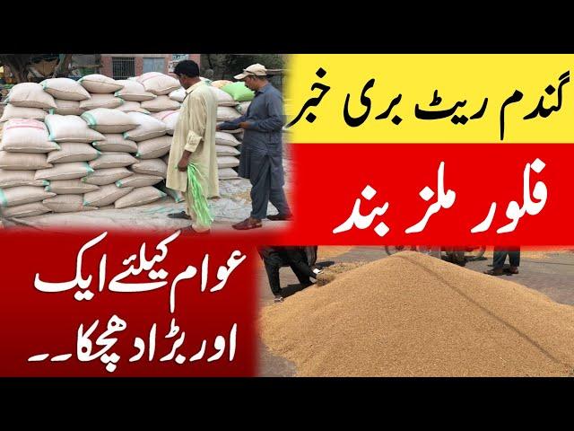 Gandam Rate Today Flour Mills New Update