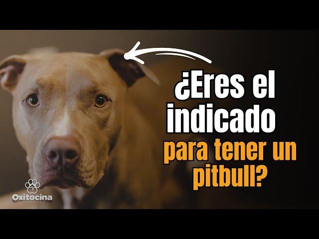 ¿Es el Pitbull Adecuado para Ti? Lo  que Necesitas Saber antes de tener uno