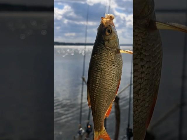 В поисках РЫБЫ_Klavdia Petrivna_Big-fish YouTube #рыбалка #klavdiapetrivna #fishing #трофей #плотва