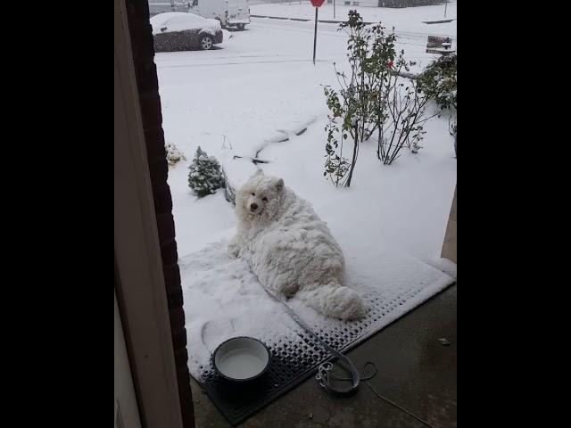 Enzo being stubborn in the snow