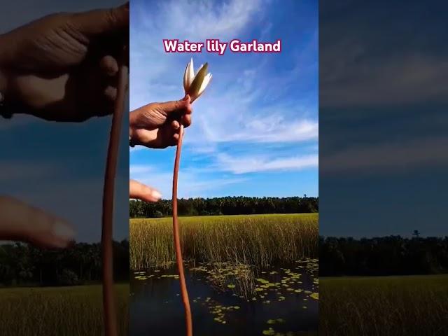 #waterlily #nature #garland #diy #trendingsong #trendingshorts