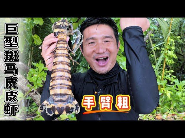 《所罗门群岛》第5集：2天1夜荒岛探索，首次抓获巨型斑马皮皮虾，和会喷水的射水鱼！#皮皮虾 #射水鱼 #抓龙虾 #荒岛探索 #红树林 #抓螃蟹 #赶海 #潜水 #fishing #ocean