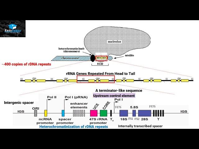 Biogenesis of Ribosomes in Eukaryotes