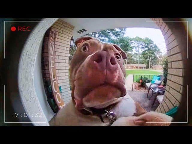 Funny Animals On CCTV: The Secret Life Of Pets 