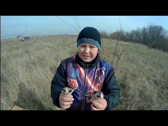 Ловля птиц! Хороший улов, попался ЩЕГОЛ МЕТИС! Catching birds! Nice catch caught Goldfinch mestizo!