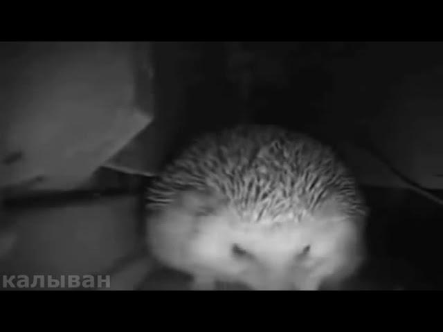 the hedgehog is stuck