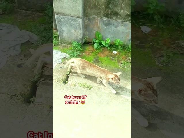 Cat lover রা কোথায়। #viralvideo #youtubeshorts #shortvideo #shortsvideo #family #cat