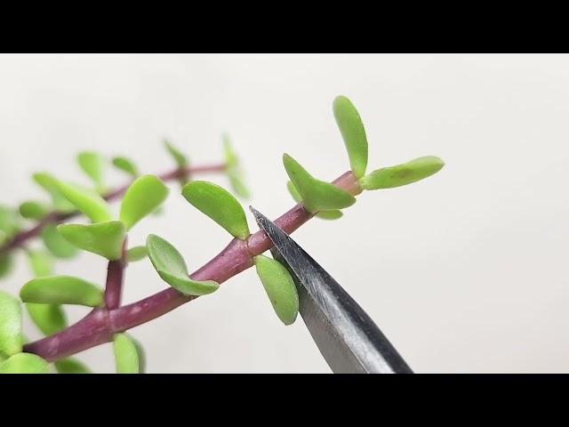 A couple ways to trim Portulacaria afra bonsai branches!