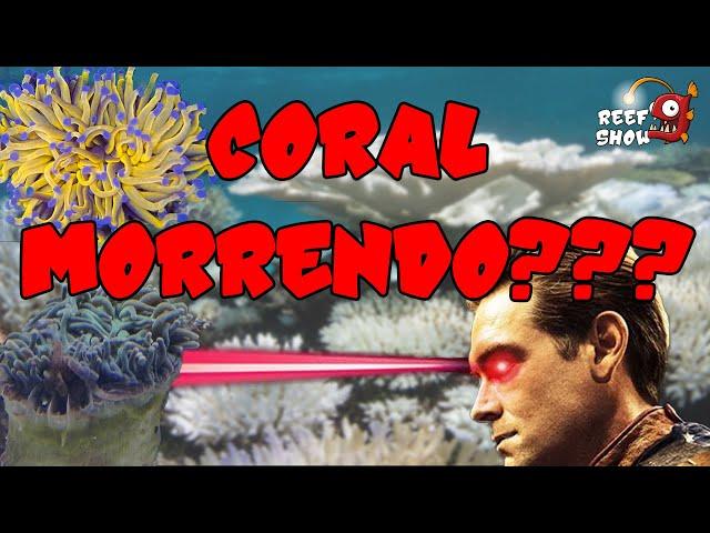 CORAL MORRENDO no Aquário "DO NADA"? Saiba os possíveis MOTIVOS!