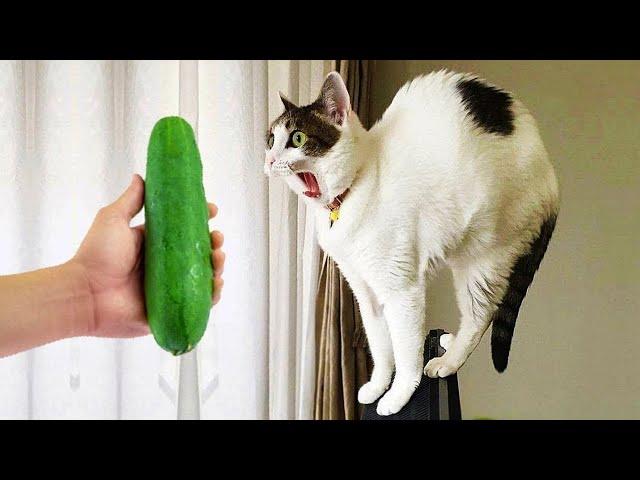 Funniest Animals 2023  New Funny Cats and Dogs Videos  Part 8