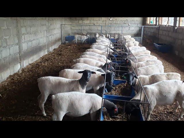 Dorper sheep.. zero grazing 150 South African Dorpers on a 1/2 acre plot..