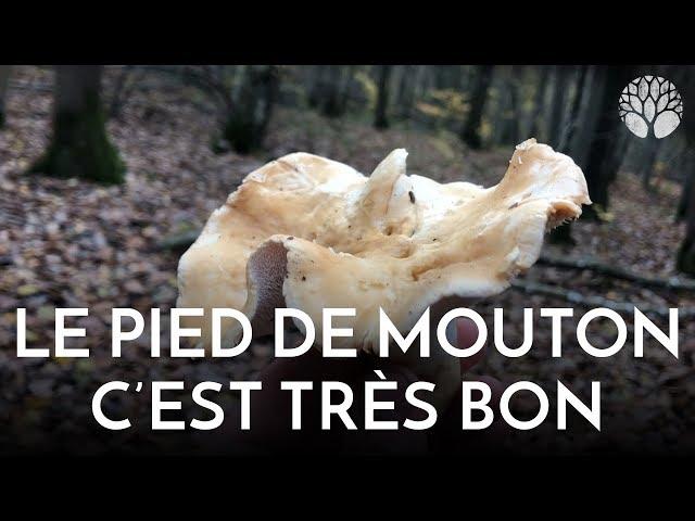 Les délicieux pieds de moutons ! Top 20